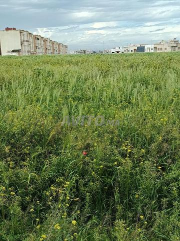أرض للبيع 40000 متر مربع قرب مرجان - 2