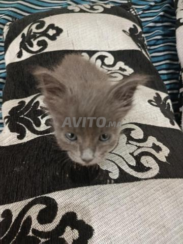 Chat couleur grise - 2