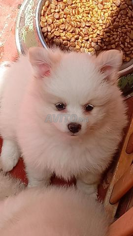 Chiot Spitz - 2