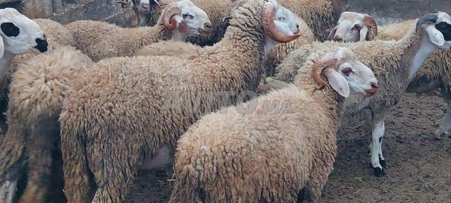 Mouton de l'Aïd 2026 - 2