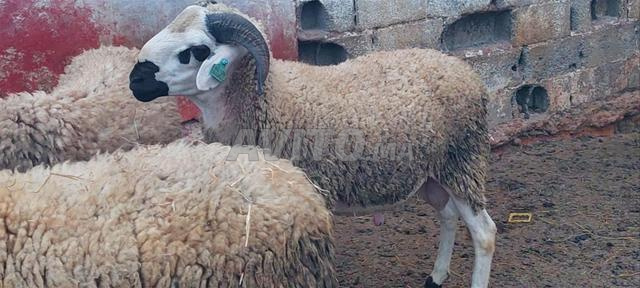 Mouton de l'Aïd 2026