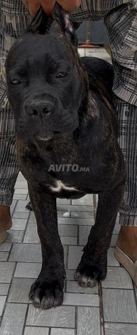 Femelle Cane Corso - 2