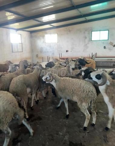 de 65 à 75 dh par kilos - 2
