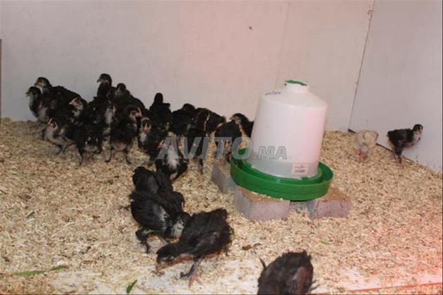 Poussins Australorp de 14 jours
