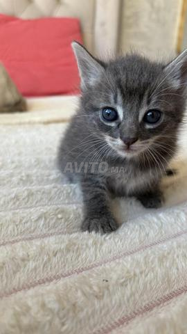 BRITISH LONGHAIR