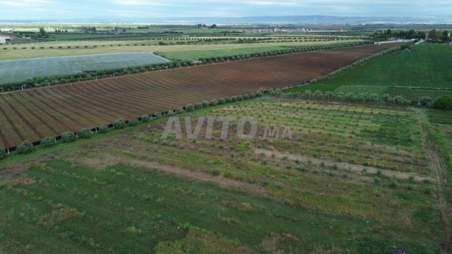 Ferme à vendre – Région de Meknès (Boufkrane) - 2