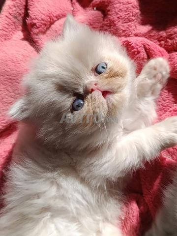 Chaton mâle persan 1 mois et demi - 2