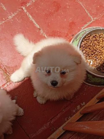 Super spitz nain Blanc bébé - 2