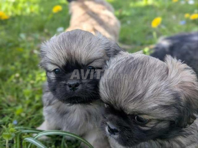 Bébé pékinois top - 2