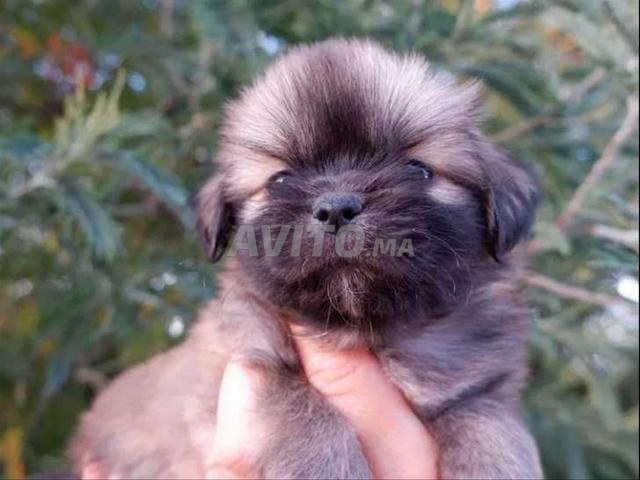 Bébé chien pékinois pur - 2
