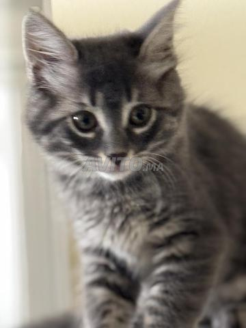 Chatons de 3 mois vaccinés à adopter - 2