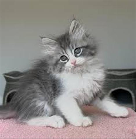 Norwegian Longhair bébé - 2
