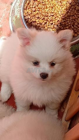 Bébé Spitz nain blanc - 2