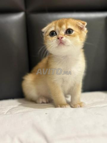 Femelle SCOTTISH FOLD gold, pure race, référence couleur NY12