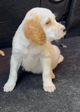 Setter Anglais - 2