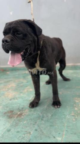 Mâle Cane Corso 11 mois - 2