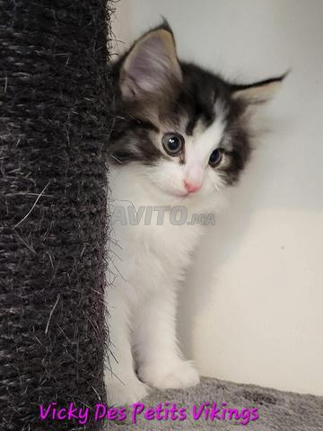 Adorable bébé chaton chirazi femelle - 2