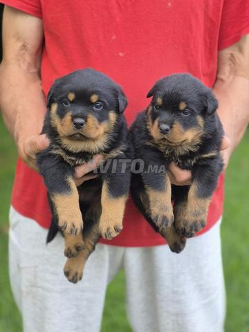 Chiots rottweiler pedigree - 2