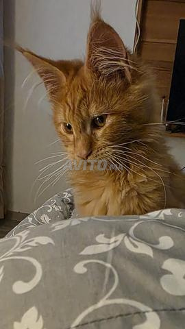 Superbe Femelle Maine Coon Red - Pedigree WCF - 2