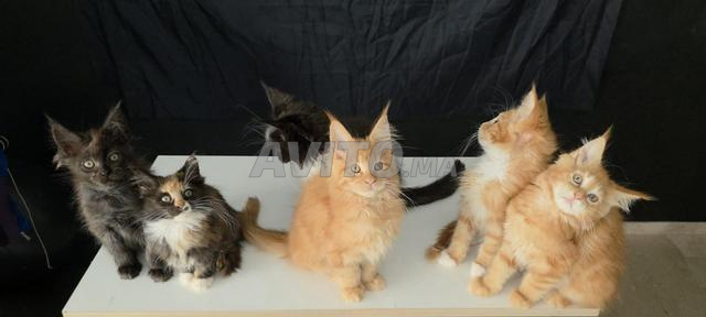 Superbe Femelle Maine Coon Red - Pedigree WCF