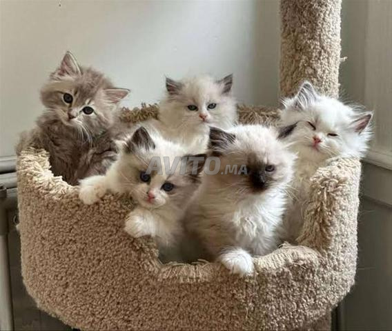 Magnifique bébé chaton Ragdoll - 2