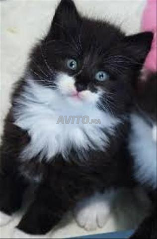 Chaton persan top - 2