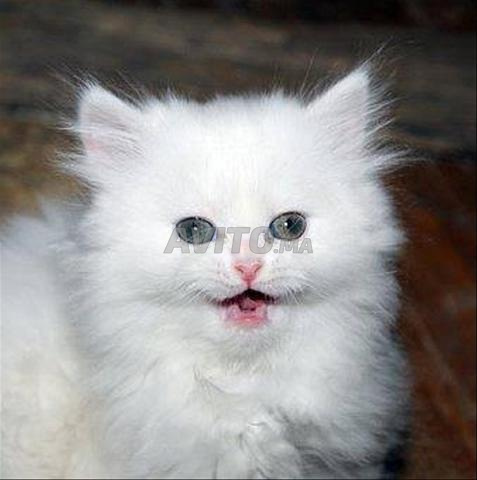 Bébé chaton persan turc blanc - 2