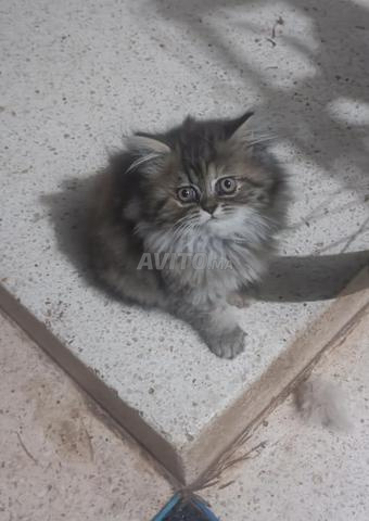 Chaton persan femelle - 2
