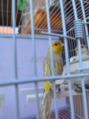 Canari satiné mosaïque jaune yeux rouges - 2