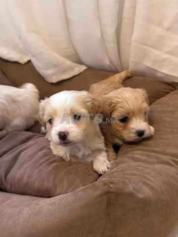 Bichon toy pur - 2