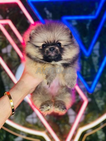 Femelle spitz pomeranian pedigree - 2