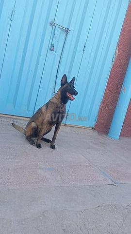 Super femelle malinois charboni - 2