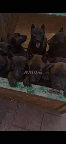 Super chiots Malinois Charboni pure race - 2