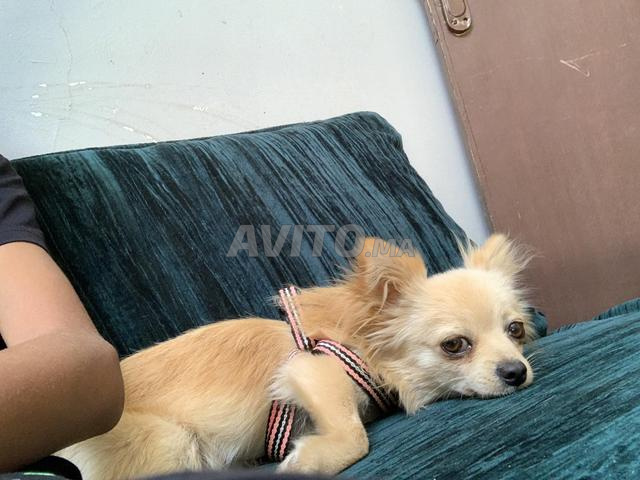 Chien Chihuahua Papillon - 2