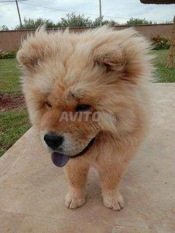 Chien Chow Chow à vendre - 2