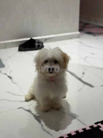 Chien Bichon Maltais 4 Mois Avec les Accessoires - 2