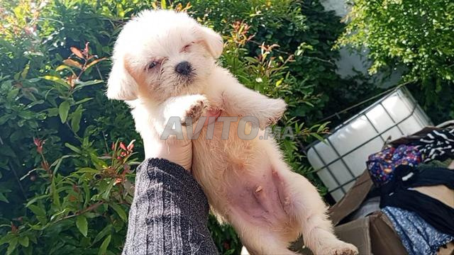Bichon Maltais et Caniche Poupée à vendre - 2