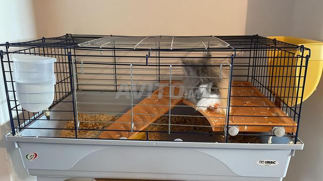Lapin angora anglais et cage - 2