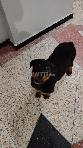 Rottweiler - 2