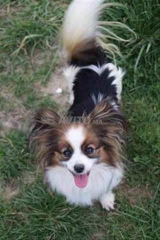 Papillon petit bébé - 2