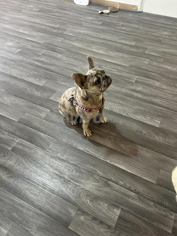 Femelle Bouledogue Français - 2