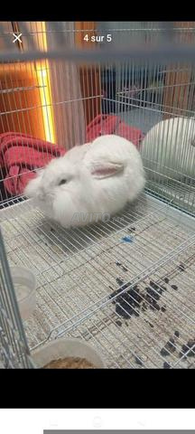 Lapins avec cage à vendre - 2
