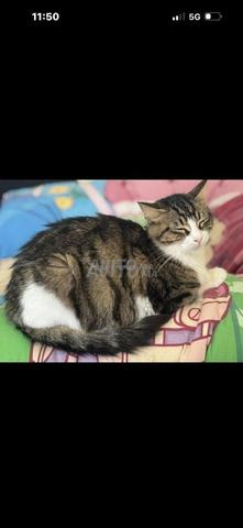Chats stérilisés et vaccinés à adopter - 2