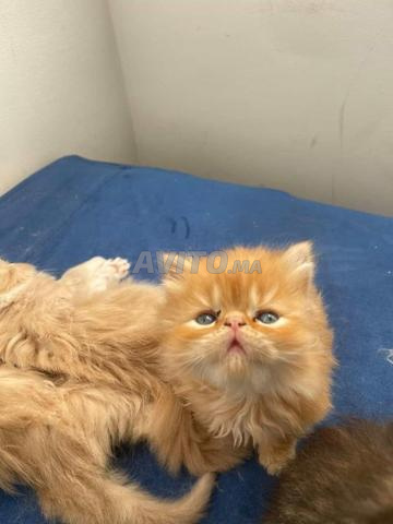 Chat et chien - 2