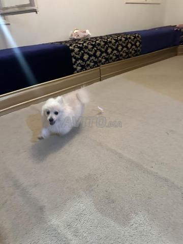 Femelle spitz 4 mois - 2