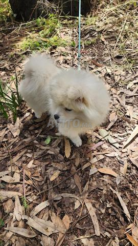 Chien spitz femelle blanc - 2