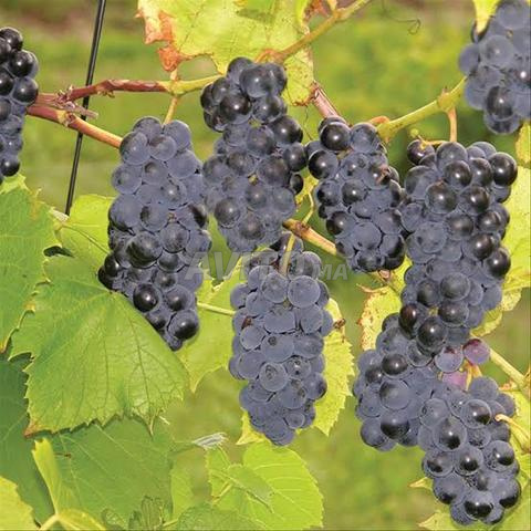 Ferme équipée Vignes 6 hectares haj kaddour - 2