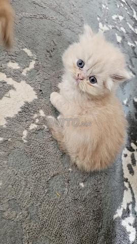 Adorables chatons persan à vendre 🐱 - 2