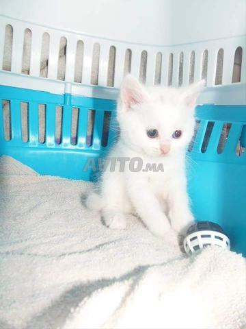 Chat angora turc blanc - 2
