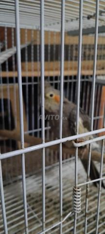 Deux oiseaux mâle et femelle - 2